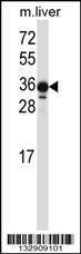 Anti-Mouse LIMS2 (C-term) Antibody