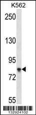 Anti-SAMD4B (C-term) Antibody
