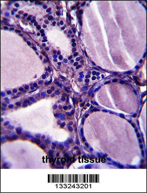 Anti-TRIM23 (N-term) Antibody