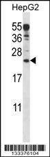 Anti-ANKRD22 (C-term) Antibody