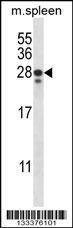 Anti-ANKRD22 (C-term) Antibody