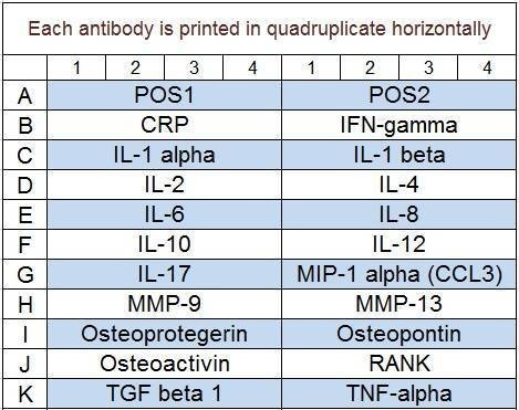Human Periodontal Disease Array Q1