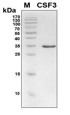 Recombinant Human G-CSF (CSF3) Protein