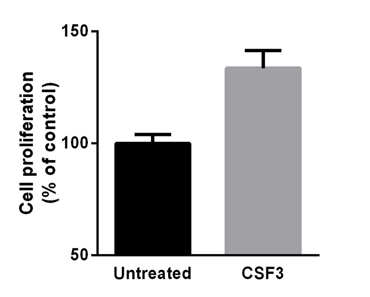 Recombinant Human G-CSF (CSF3) Protein