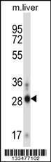 Anti-ATOH8 (N-term) Antibody