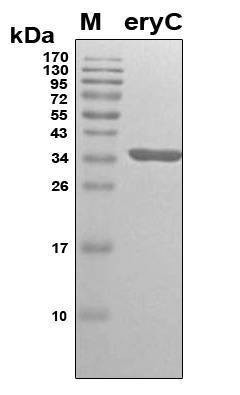 Recombinant Brucella abortus eryC Protein