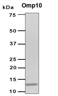 Recombinant Brucella abortus omp10 Protein, Antigen Grade