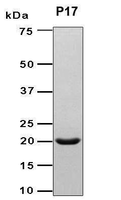 Recombinant Brucella abortus ribH2 Protein, Antigen Grade