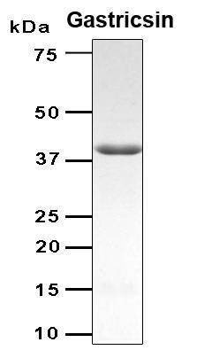Recombinant Human PGC Protein, Antigen Grade