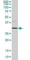 Anti-CDK4 Antibody