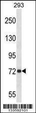 Anti-APP (Center) Antibody
