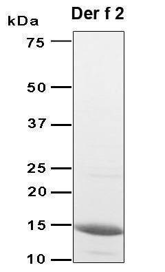 Recombinant Der f 2 allergen protein, Antigen Grade