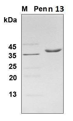 Recombinant Pen n 13 allergen protein, Antigen Grade
