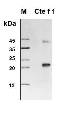 Recombinant Cte f 1 allergen protein, Antigen Grade