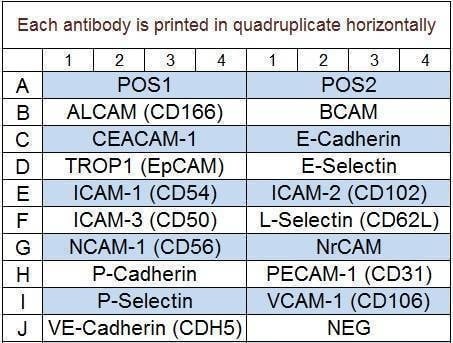 Human Adhesion Molecule Array Q1