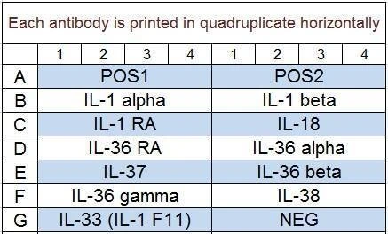 Human IL-1 Family Cytokine Array Q1