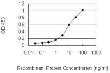 Anti-CDKL2 Antibody