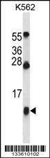 Anti-HBG1 (Center) Antibody