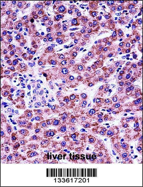Anti-GYPB (Center) Antibody
