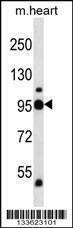 Anti-Mouse PYGB (N-term) Antibody