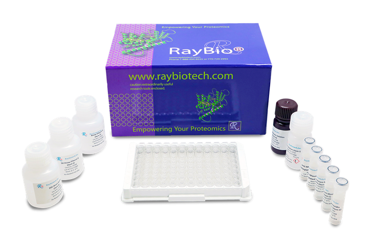 Human Phosphotyrosine STAT1 ELISA Kit