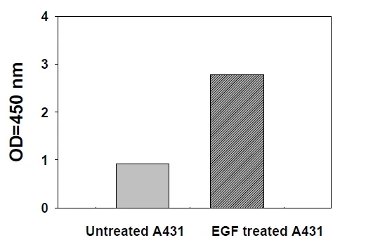 Phosphotyrosine STAT3 ELISA Kit