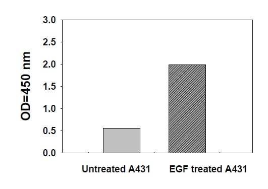 Phosphotyrosine STAT5 ELISA Kit