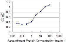 Anti-CDKN2B Antibody