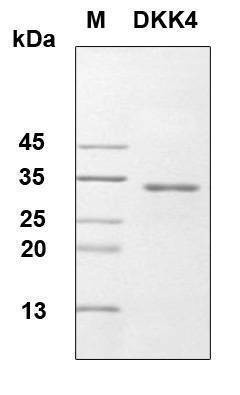 Recombinant Human DKK4 Protein, Antigen Grade