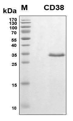 Recombinant Human CD38 Protein, Antigen Grade