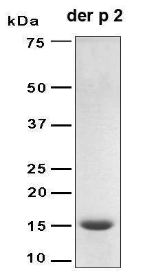 Recombinant House Dust Mite Der P2 Protein, Antigen Grade