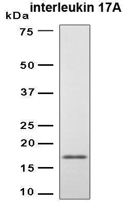 Recombinant Human IL-17A Protein, Antigen Grade