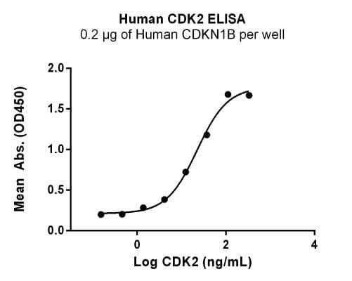 Recombinant Human CDK2 Protein