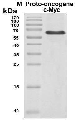 Recombinant Human Proto-oncogene c-Myc Protein