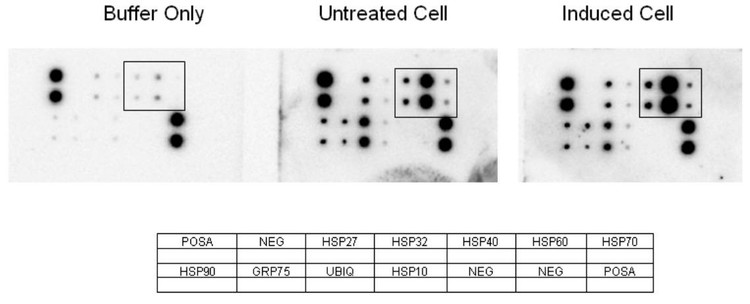 Human HSP Array C1