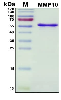 Recombinant Human matrix metalloproteinase 10 (MMP-10), Antigen Grade