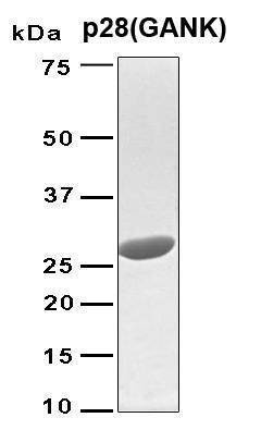 Recombinant Human p28 (GANK) Protein