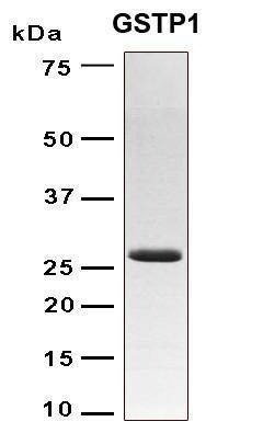 Recombinant Human GSTP1-1 Protein