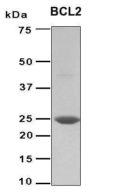 Recombinant Human Bcl-2 Protein, Antigen Grade