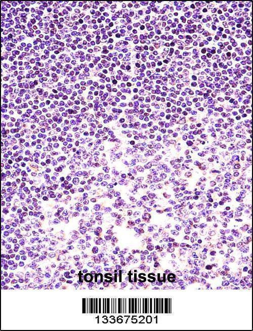 Anti-H2AFX (C-term) Antibody