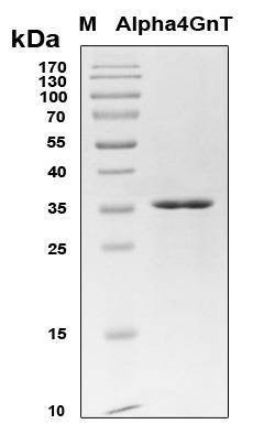 Recombinant Human MGAT2 Protein, Antigen Grade