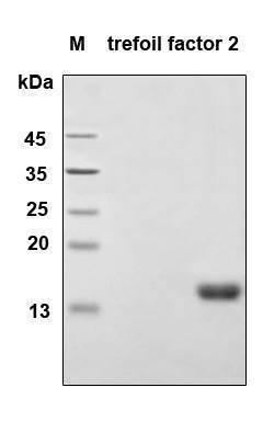 Recombinant Human TFF-2 Protein, Antigen Grade