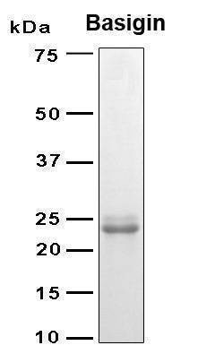 Recombinant Human Basigin (isoform 2) Protein, Antigen Grade