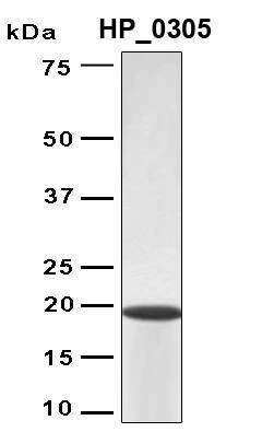 Recombinant Helicobacter HP_0305 Protein