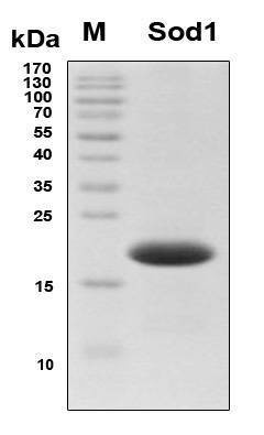 Recombinant Human Superoxide Dismutase [Cu-Zn] (Sod1) Protein