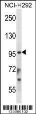 Anti-STAT4 (C-term) Antibody