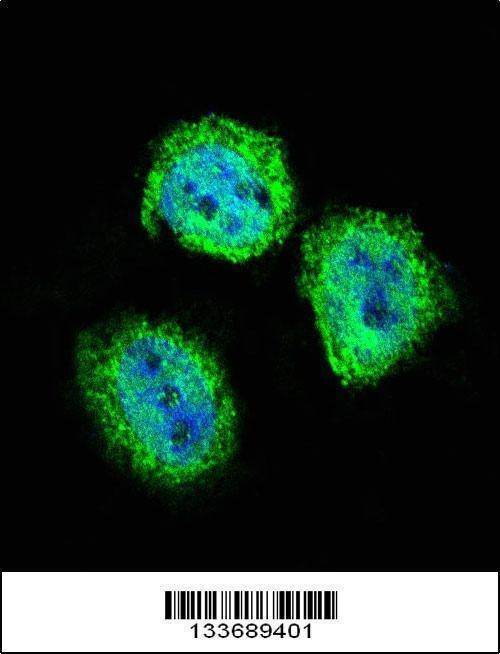 Anti-STAT4 (C-term) Antibody