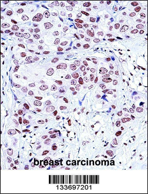 Anti-NCK1 (N-term) Antibody