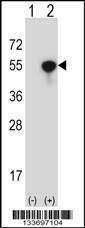 Anti-NCK1 (N-term) Antibody