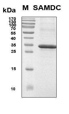 Recombinant Human SAMDC Protein, Antigen Grade